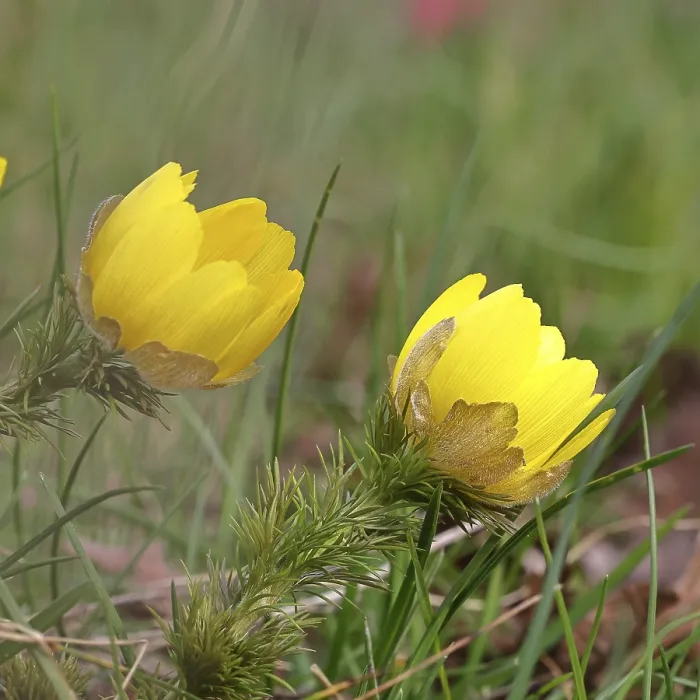 Gerahmter Druck : Frühlings-Adonis (Adonis vernalis) Gerahmter Druck : Frühlings-Adonis (Adonis vernalis)