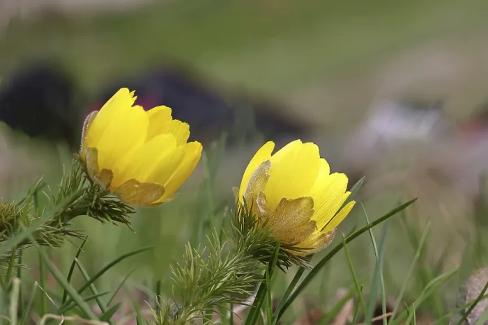 Gerahmter Druck : Frühlings-Adonis (Adonis vernalis) Gerahmter Druck : Frühlings-Adonis (Adonis vernalis)