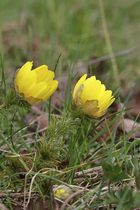 Gerahmter Druck : Frühlingsadonis (Adonis vernalis) Gerahmter Druck : Frühlingsadonis (Adonis vernalis)