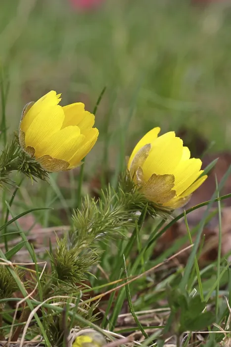 Gerahmter Druck : Frühlings-Adonis (Adonis vernalis) Gerahmter Druck : Frühlings-Adonis (Adonis vernalis)