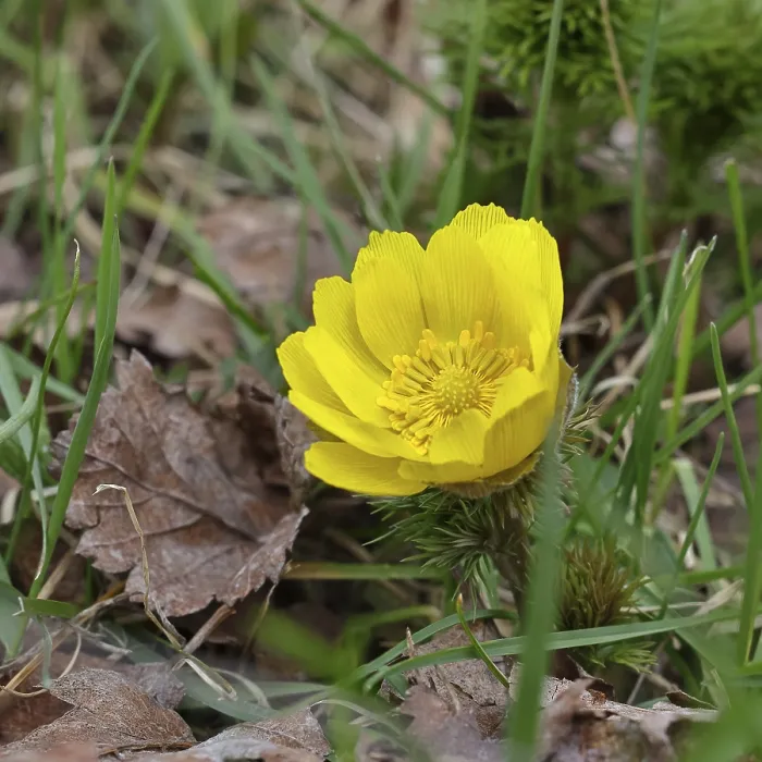 Gerahmter Druck : Frühlings-Adonis (Adonis vernalis) Gerahmter Druck : Frühlings-Adonis (Adonis vernalis)