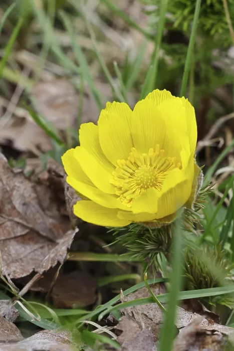Gerahmter Druck : Frühlings-Adonis (Adonis vernalis) Gerahmter Druck : Frühlings-Adonis (Adonis vernalis)