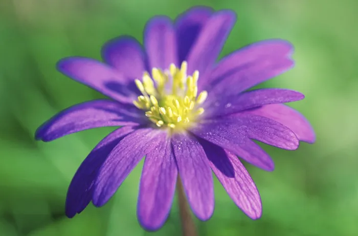 Gerahmter Druck : Frühlings-Anemone-Blüte Gerahmter Druck : Frühlings-Anemone-Blüte