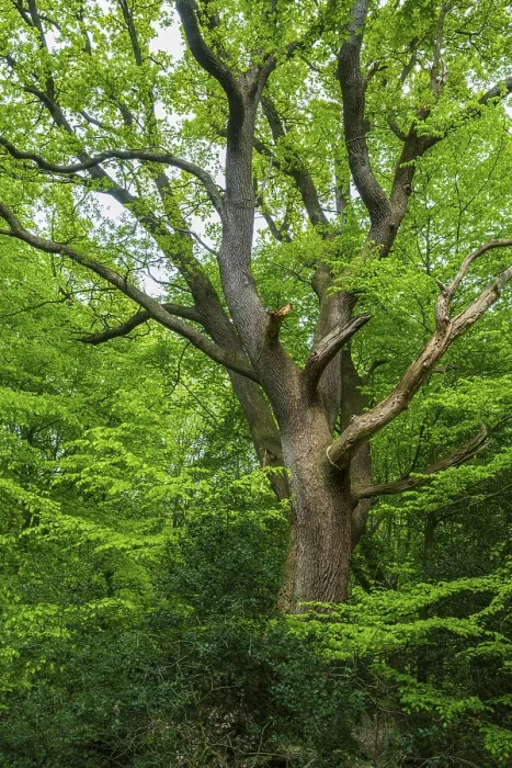 Gerahmter Druck : Frühling im Baumweg-Dschungel, Emstek. Gerahmter Druck : Frühling im Baumweg-Dschungel, Emstek.