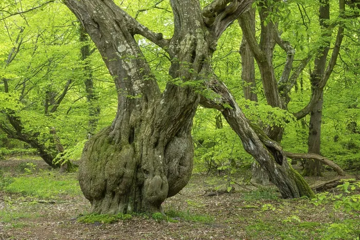 Gerahmter Druck : Frühling im Baumweg-Dschungel, Emstek. Gerahmter Druck : Frühling im Baumweg-Dschungel, Emstek.