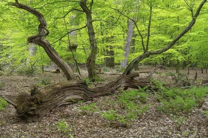 Gerahmter Druck : Frühling im Baumweg-Dschungel, Emstek. Gerahmter Druck : Frühling im Baumweg-Dschungel, Emstek.