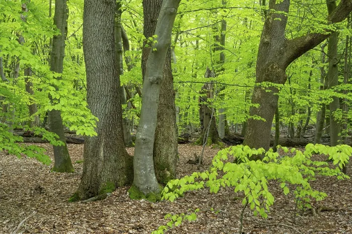 Gerahmter Druck : Frühling im Baumweg-Jungle, Emstek. Gerahmter Druck : Frühling im Baumweg-Jungle, Emstek.