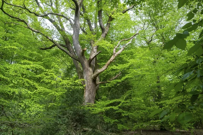 Gerahmter Druck : Frühling im Baumweg-Dschungel, Emstek.