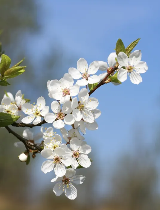 Gerahmter Druck : Frühlingsblüte Gerahmter Druck : Frühlingsblüte