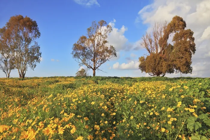 Gerahmter Druck : Frühlingsblüte der Natur. Gerahmter Druck : Frühlingsblüte der Natur.