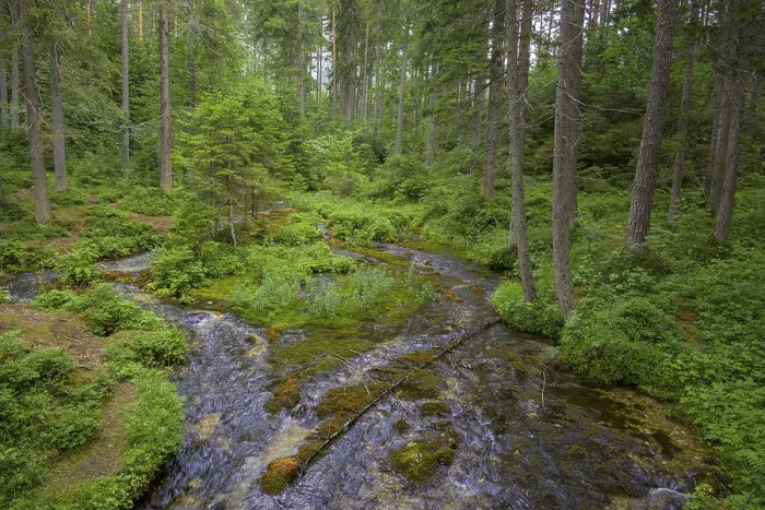 Gerahmter Druck : Quellbach am Kreuzteich Gerahmter Druck : Quellbach am Kreuzteich