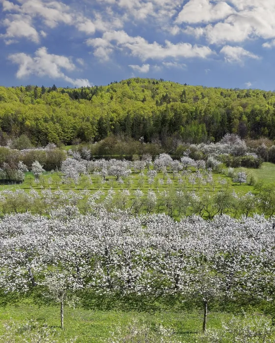 Gerahmter Druck : Frühling, Kirschblüten, Obstbäume Gerahmter Druck : Frühling, Kirschblüten, Obstbäume
