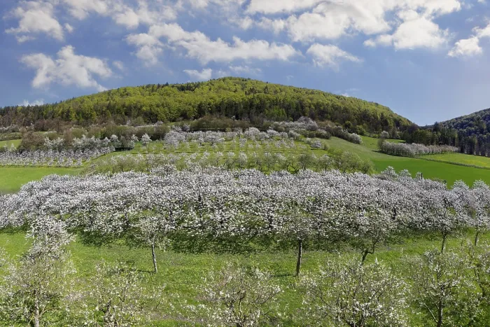 Gerahmter Druck : Frühling, Kirschblüten, Fruchtsträucher. Gerahmter Druck : Frühling, Kirschblüten, Fruchtsträucher.