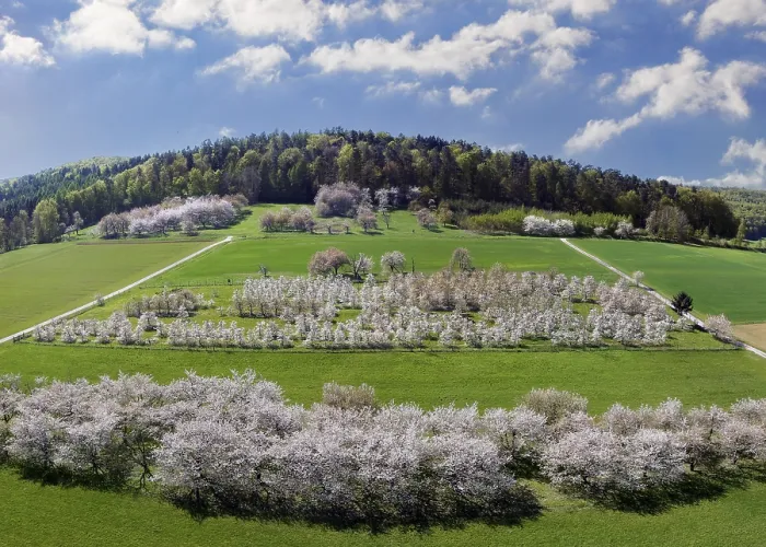Gerahmter Druck : Frühling, Kirschblüten, Fruchtsträucher Gerahmter Druck : Frühling, Kirschblüten, Fruchtsträucher
