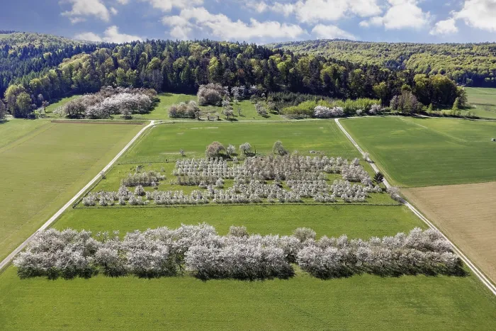 Gerahmter Druck : Frühling, Kirschblüten, Fruchtsträucher Gerahmter Druck : Frühling, Kirschblüten, Fruchtsträucher