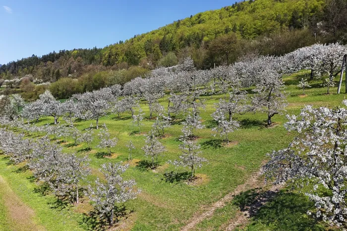 Gerahmter Druck : Frühling, Kirschblüten, Fruchtbaum. Gerahmter Druck : Frühling, Kirschblüten, Fruchtbaum.