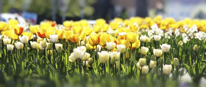 Gerahmter Druck : Frühlingskonzept der Feier. Gerahmter Druck : Frühlingskonzept der Feier.
