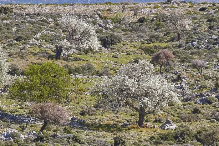 Gerahmter Druck : Frühling in Kreta, Blütenfruchtsträucher.