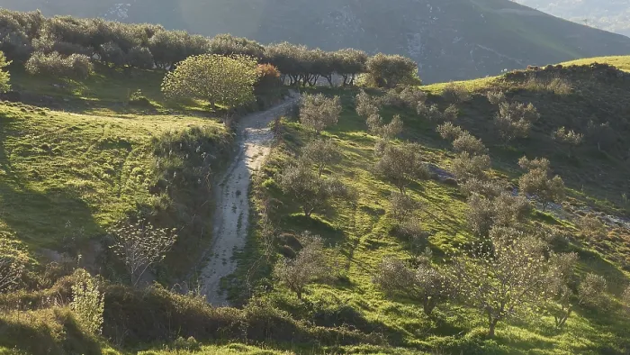 Gerahmter Druck : Frühling in Kreta, grüne Wiesen. Gerahmter Druck : Frühling in Kreta, grüne Wiesen.