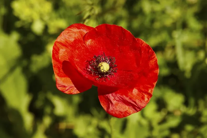 Gerahmter Druck : Frühling in Kreta, Makro, einzelne Blüte. Gerahmter Druck : Frühling in Kreta, Makro, einzelne Blüte.