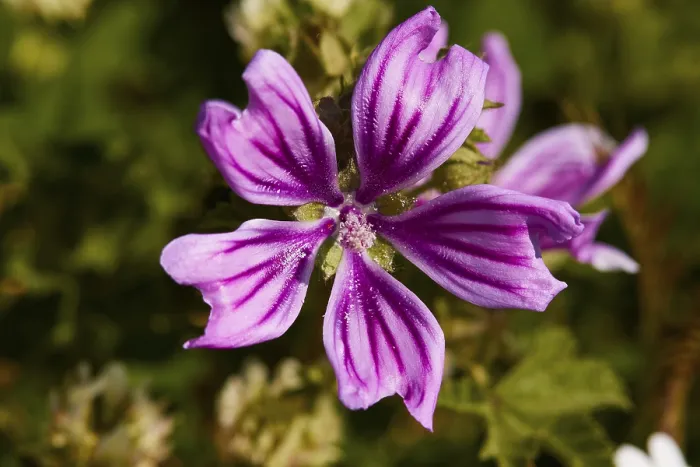 Gerahmter Druck : Frühling in Kreta, Makro, einzelne Blüte. Gerahmter Druck : Frühling in Kreta, Makro, einzelne Blüte.