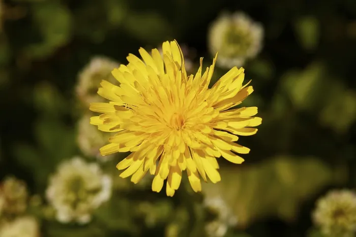 Gerahmter Druck : Frühling in Kreta, Makro, einzelne Blüte. Gerahmter Druck : Frühling in Kreta, Makro, einzelne Blüte.