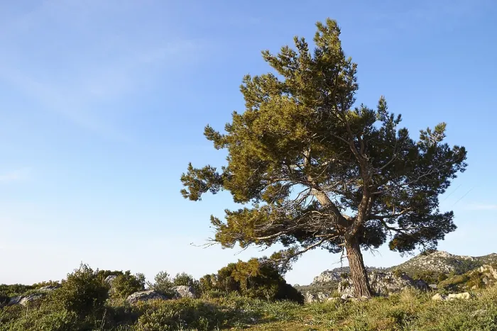 Gerahmter Druck : Frühling in Kreta, Tanne (maxilla). Gerahmter Druck : Frühling in Kreta, Tanne (maxilla).