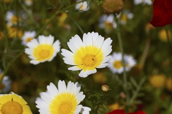 Gerahmter Druck : Frühling in Kreta, Frühlingswiese. Gerahmter Druck : Frühling in Kreta, Frühlingswiese.