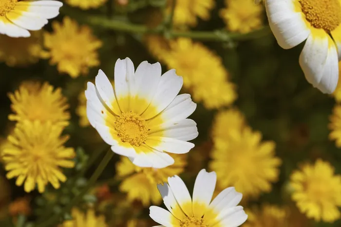 Gerahmter Druck : Frühling in Kreta, Frühlingswiese. Gerahmter Druck : Frühling in Kreta, Frühlingswiese.