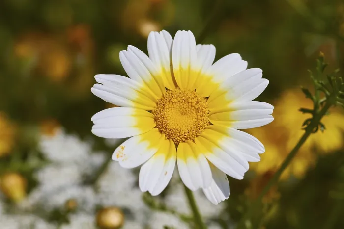 Gerahmter Druck : Frühling in Kreta, Frühlingswiese. Gerahmter Druck : Frühling in Kreta, Frühlingswiese.