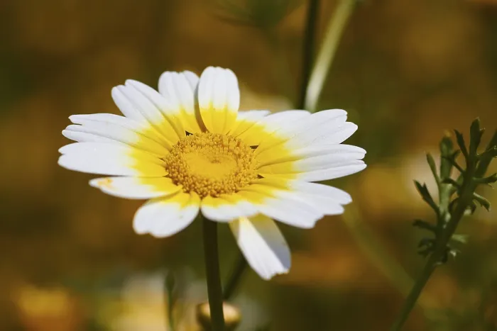 Gerahmter Druck : Frühling in Kreta, Frühlingswiese. Gerahmter Druck : Frühling in Kreta, Frühlingswiese.