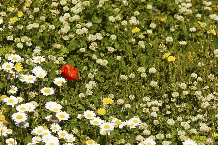 Gerahmter Druck : Frühling in Kreta, Frühlingswiese nah. Gerahmter Druck : Frühling in Kreta, Frühlingswiese nah.