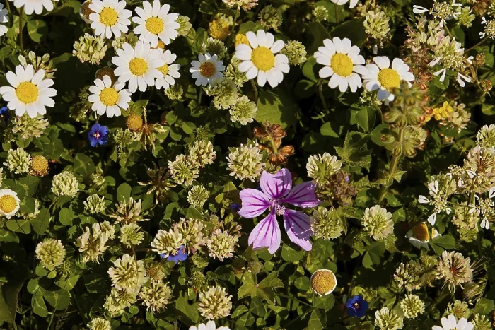 Gerahmter Druck : Frühling in Kreta, Frühlingswiese nahe. Gerahmter Druck : Frühling in Kreta, Frühlingswiese nahe.