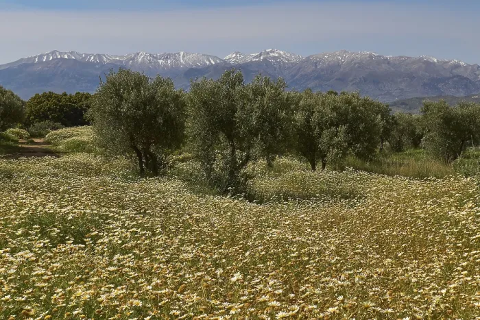 Gerahmter Druck : Frühling in Kreta, Frühlingswiesen. Gerahmter Druck : Frühling in Kreta, Frühlingswiesen.