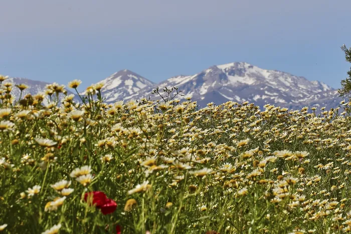 Gerahmter Druck : Frühling in Kreta, Frühlingswiesen. Gerahmter Druck : Frühling in Kreta, Frühlingswiesen.