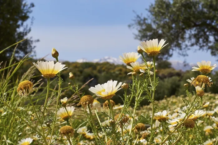 Gerahmter Druck : Frühling in Kreta, Frühlingswiesen. Gerahmter Druck : Frühling in Kreta, Frühlingswiesen.
