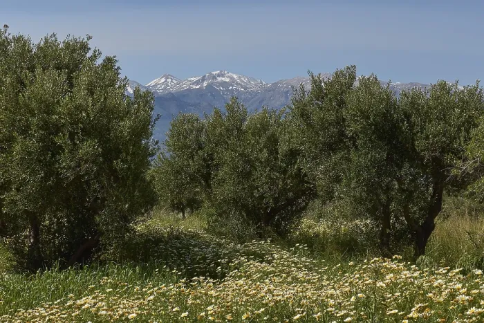 Gerahmter Druck : Frühling in Kreta, Frühlingswiesen. Gerahmter Druck : Frühling in Kreta, Frühlingswiesen.