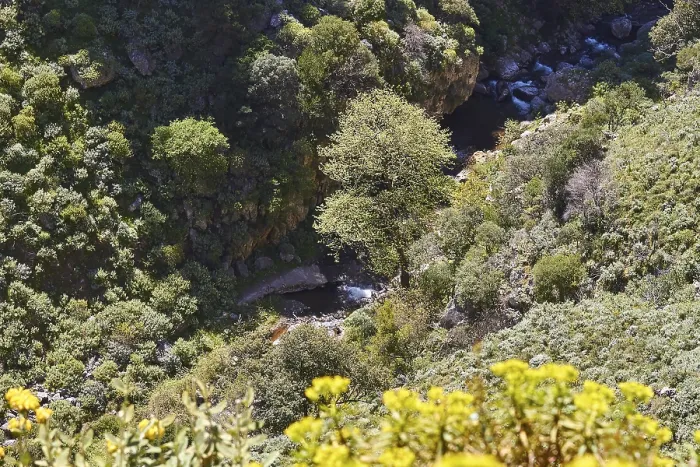 Gerahmter Druck : Frühling in Kreta, Bäume, Sträucher. Gerahmter Druck : Frühling in Kreta, Bäume, Sträucher.