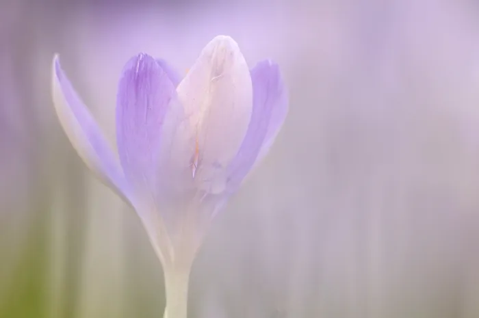 Gerahmter Druck : Frühlings-Krokus (Crocus albiflorus) Gerahmter Druck : Frühlings-Krokus (Crocus albiflorus)