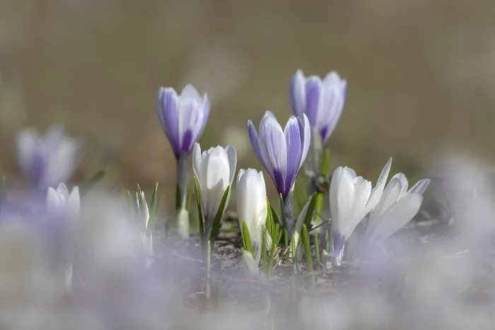 Gerahmter Druck : Frühlings-Krokus (Crocus albiflorus) Gerahmter Druck : Frühlings-Krokus (Crocus albiflorus)
