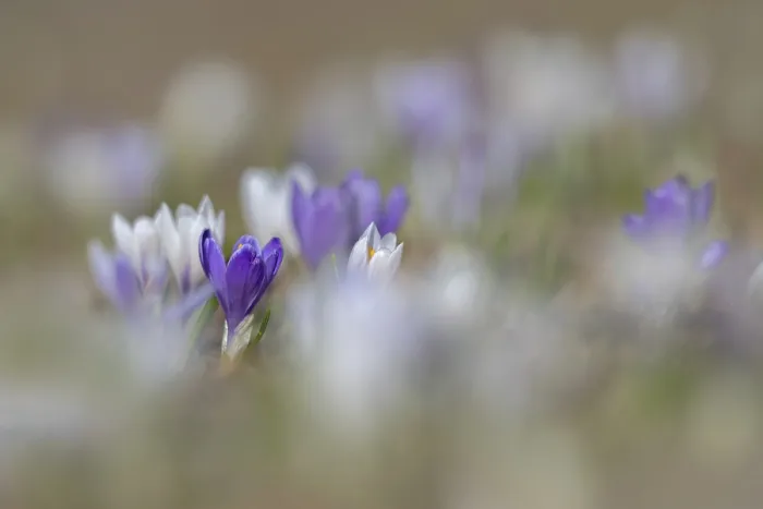 Gerahmter Druck : Frühlings-Krokus (Crocus albiflorus) Gerahmter Druck : Frühlings-Krokus (Crocus albiflorus)