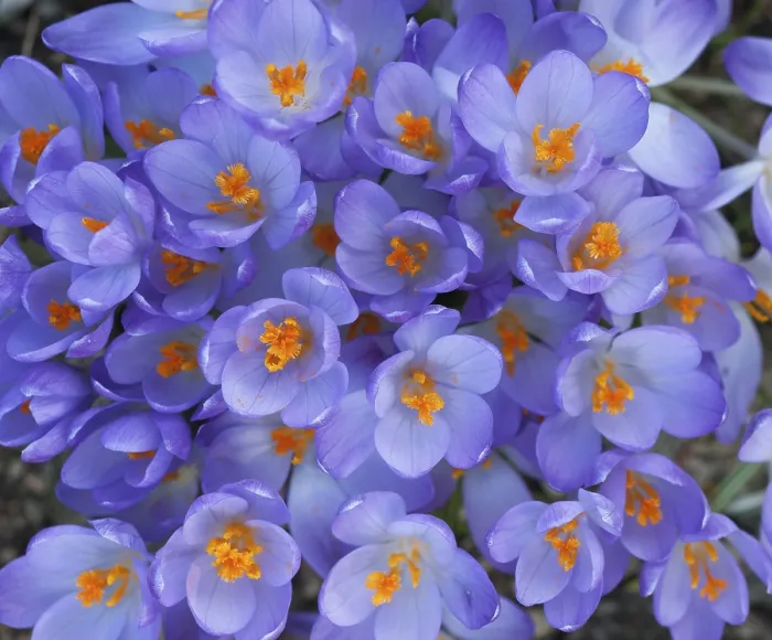 Gerahmter Druck : Frühlings-Krokus (Crocus vernus), Bayern, Deutschland Gerahmter Druck : Frühlings-Krokus (Crocus vernus), Bayern, Deutschland