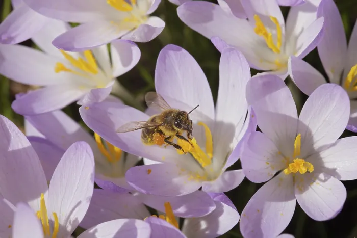 Gerahmter Druck : Frühlings-Krokus (Crocus vernus), Biene (Apoidae) Gerahmter Druck : Frühlings-Krokus (Crocus vernus), Biene (Apoidae)