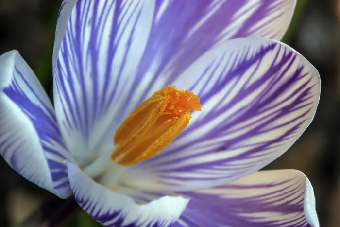 Gerahmter Druck : Frühlings-Krokus (Crocus vernus), Blüte. Gerahmter Druck : Frühlings-Krokus (Crocus vernus), Blüte.