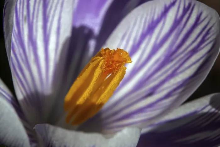 Gerahmter Druck : Frühlings-Krokus (Crocus vernus), Blüte. Gerahmter Druck : Frühlings-Krokus (Crocus vernus), Blüte.