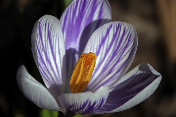 Gerahmter Druck : Frühlings-Schönhelm (Crocus vernus), Blume. Gerahmter Druck : Frühlings-Schönhelm (Crocus vernus), Blume.