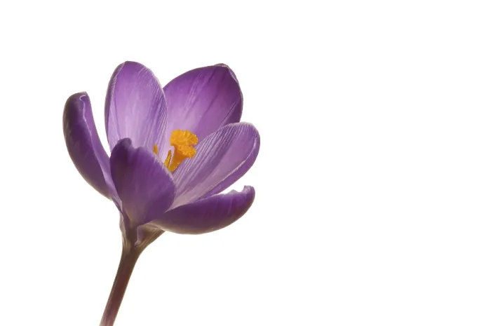 Gerahmter Druck : Frühlings-Krokus (Crocus vernus hyb.) Gerahmter Druck : Frühlings-Krokus (Crocus vernus hyb.)