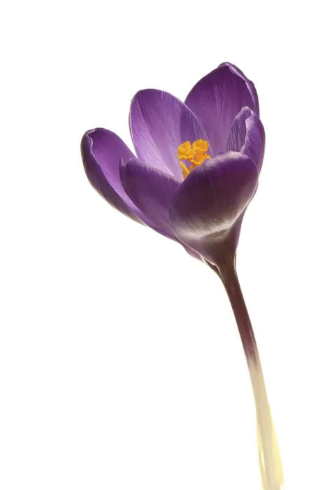 Gerahmter Druck : Frühlings-Krokus (Crocus vernus hyb.) Gerahmter Druck : Frühlings-Krokus (Crocus vernus hyb.)