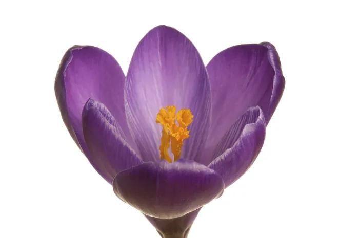 Gerahmter Druck : Frühlings-Krokus (Crocus vernus hyb.) Gerahmter Druck : Frühlings-Krokus (Crocus vernus hyb.)
