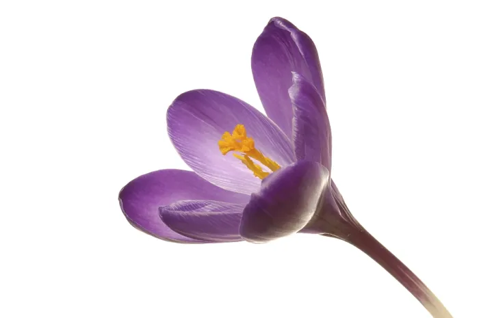 Gerahmter Druck : Frühlings-Krokus (Crocus vernus hyb.) Gerahmter Druck : Frühlings-Krokus (Crocus vernus hyb.)